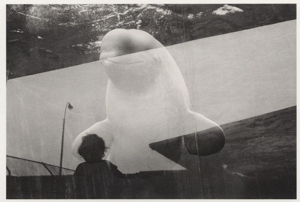 Coney Island Beluga Whale Dolphin Marine Park Aquarium USA Postcard