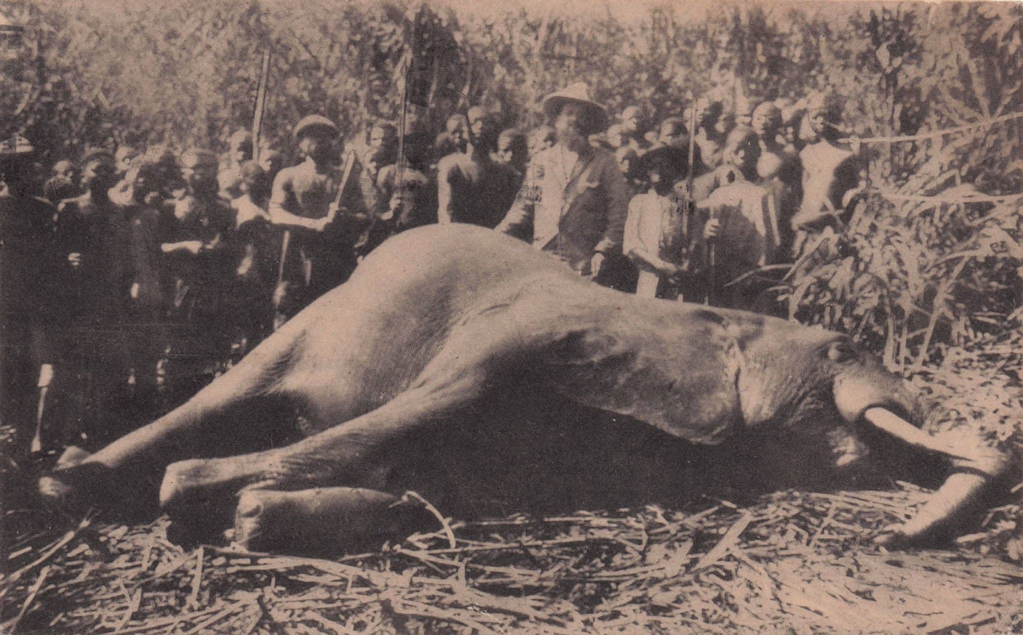 Congo African Army Of Animal Hunting Party Elephant Antique Postcard