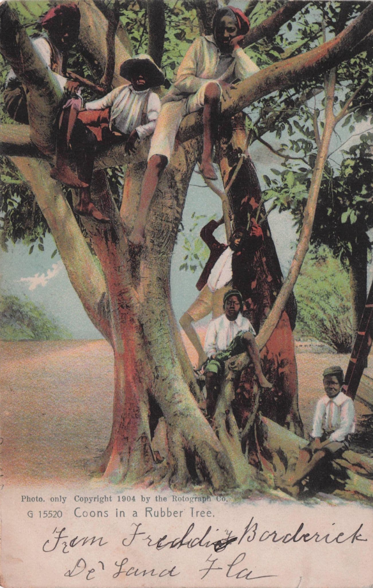 Coons In A Rubber Tree South America Antique Postcard