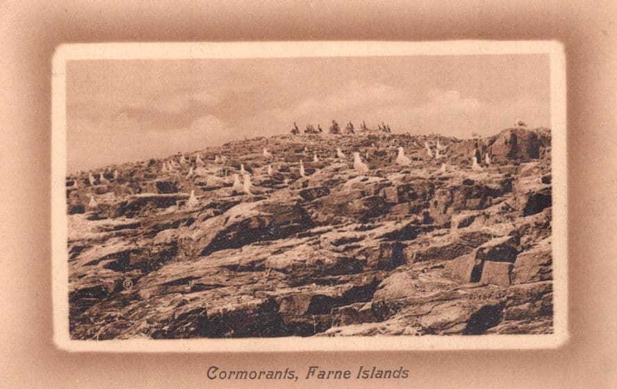 Cormorants Farne Islands Old Postcard