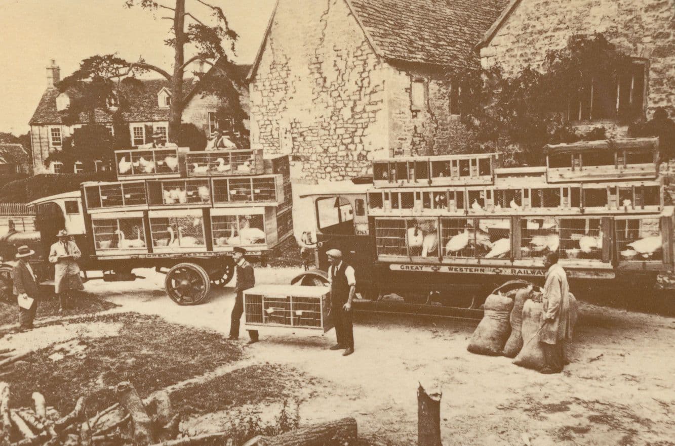 Cotswolds 1911 Old Game Birds Markets British Rail GWR Postcard