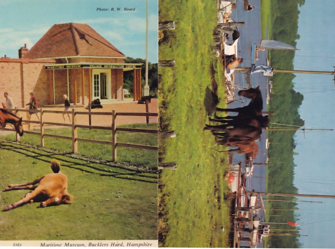 Cow Sleeping at Maritime Museum 1970s Bucklers Hard Hampshire 2x Postcard