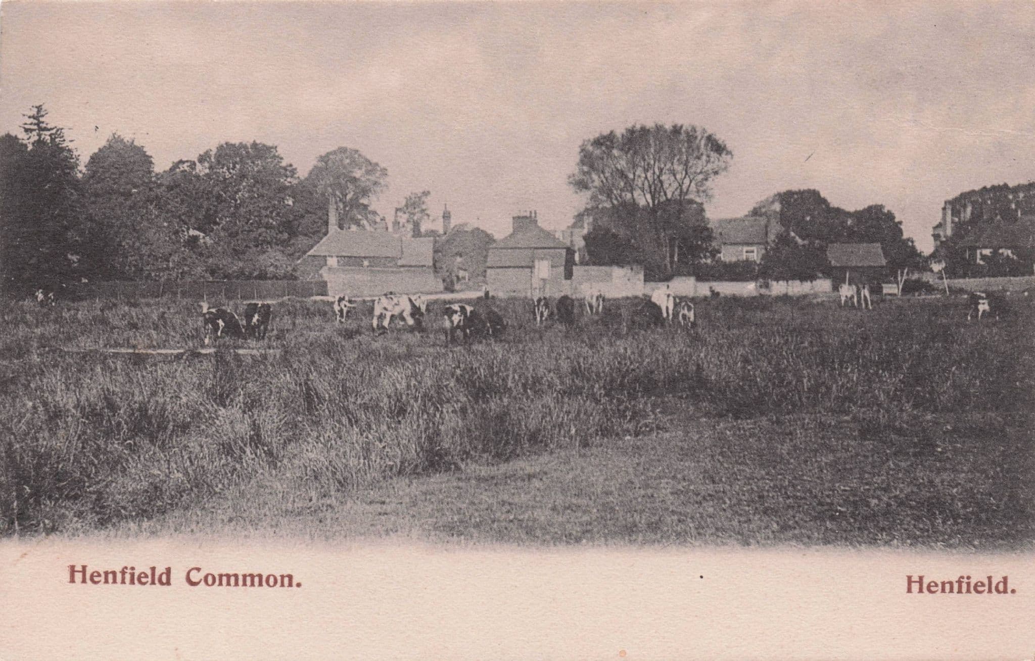 Cows Grazing At Henfield Common Antique Sussex Postcard