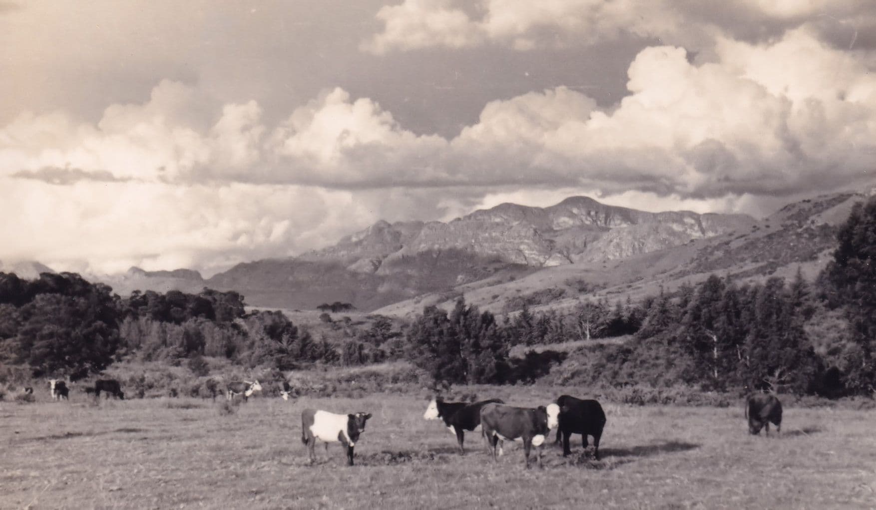 Cows on Chimanimani Mountains Vintage Rhodesia Real Photo Postcard