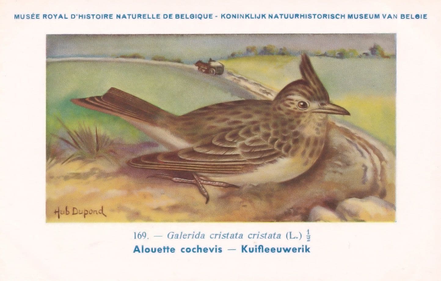 Crested Lark Alouette Cochevis WW2 Bird Rare Postcard