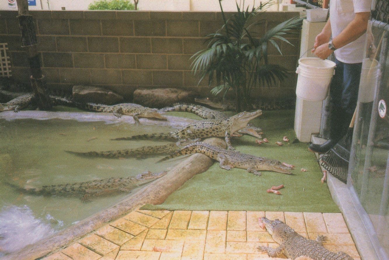 Crocodile Deadly Animal Feeding Time at Fremantle Park Postcard