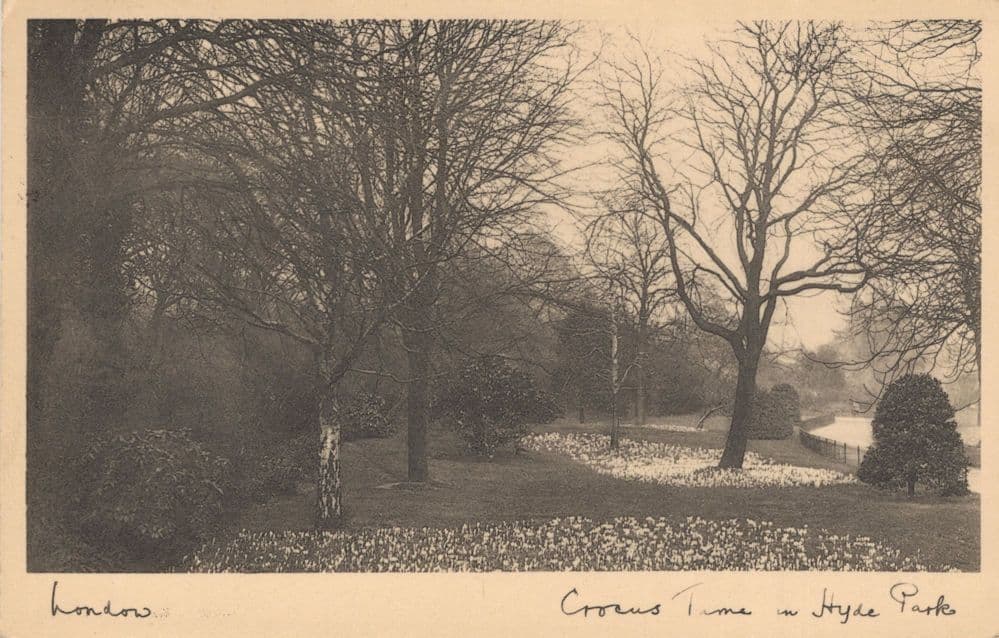 Crocus Time In Hyde Park London Antique Postcard