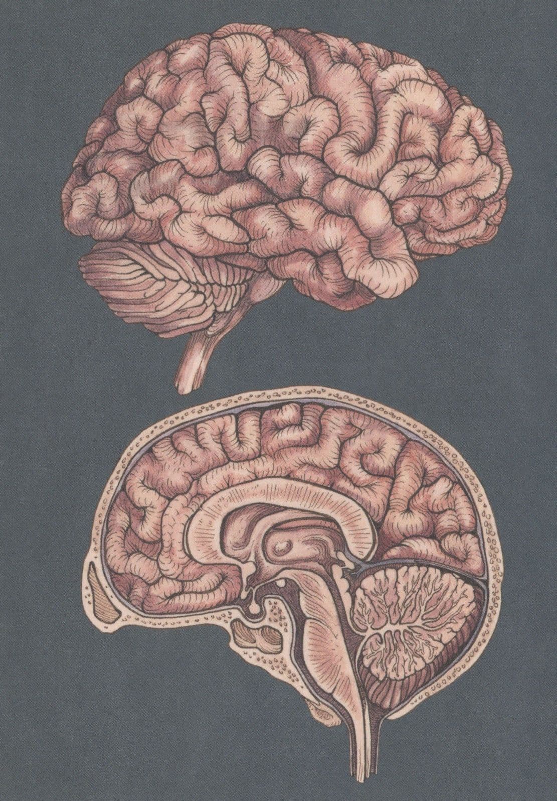 Cross Section Of The Brain Mind Morbid Science Postcard