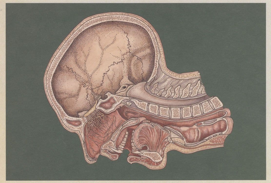 Cross Section Of Upper Respiratory Tract Morbid Postcard