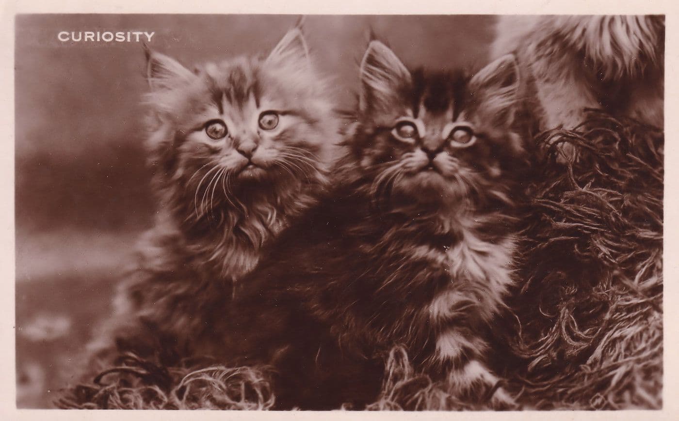 Curiosity Kittens With Giant Eyes Cat Antique Real Photo Postcard