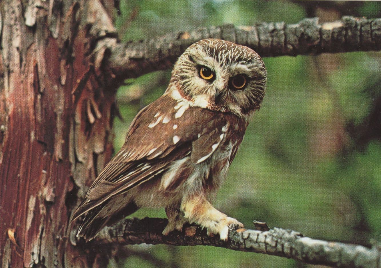 Curious Saw Whet Owl Beautiful Bird Postcard
