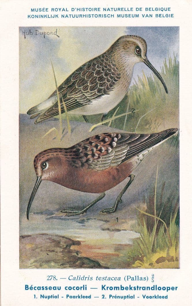 Curlew Sandpiper Krombek Strandloper WW2 Bird Rare Postcard