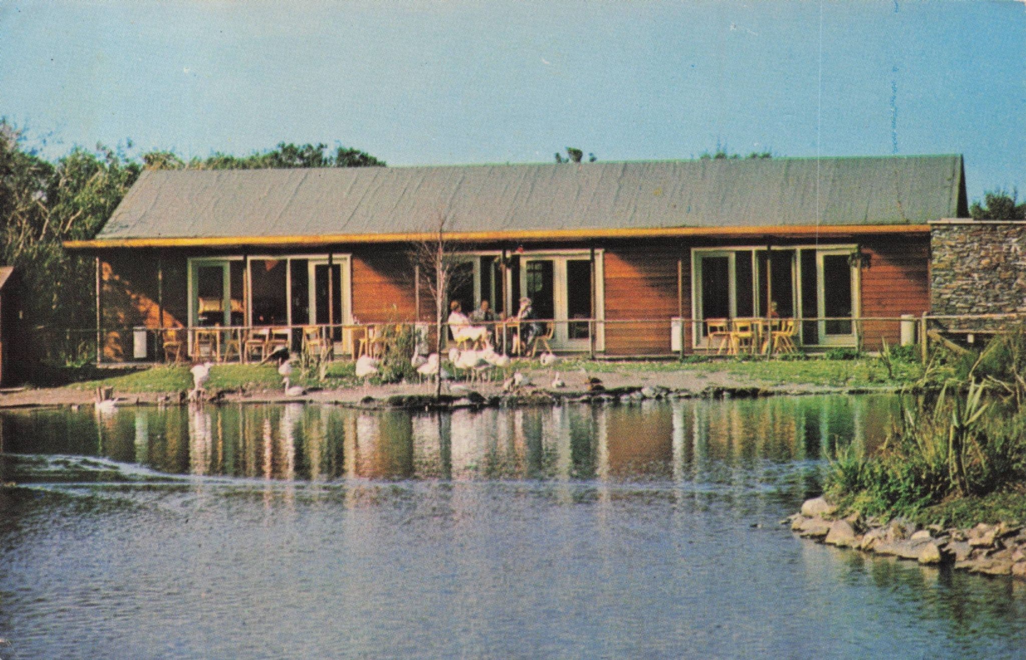 Curragh's Wildlife Park Flamingo Pool & Restaurant Vintage Postcard
