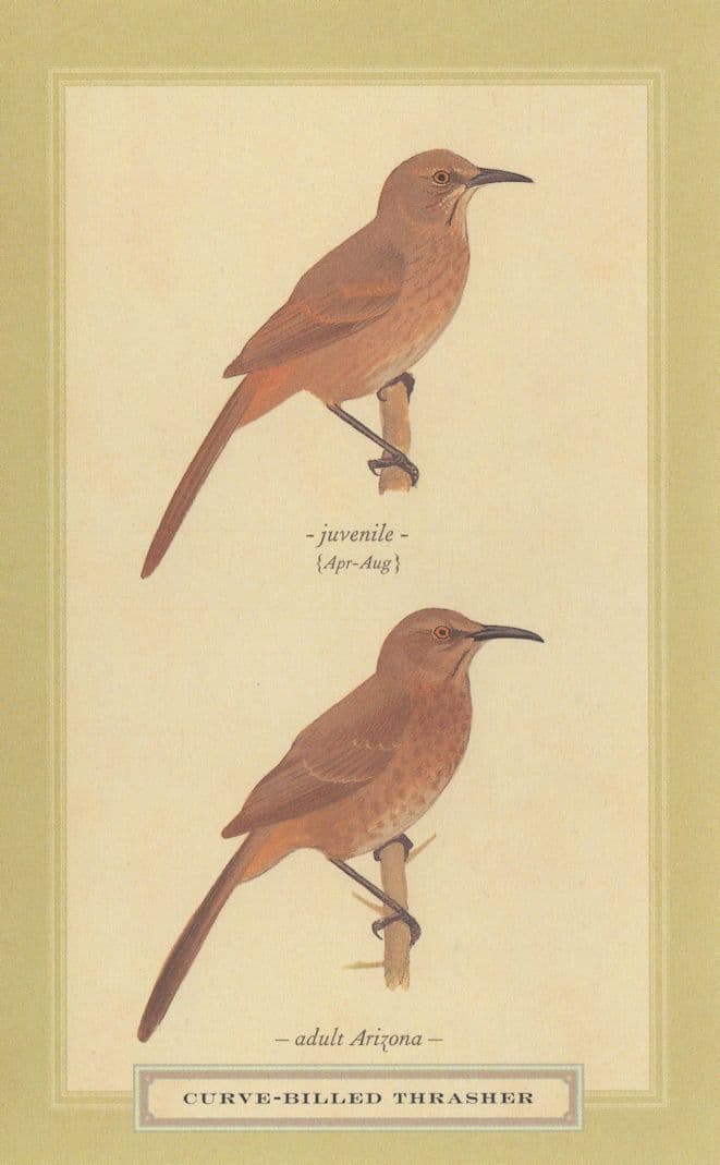 Curve Billed Thrasher Adult Arizona Stunning BIrd Postcard
