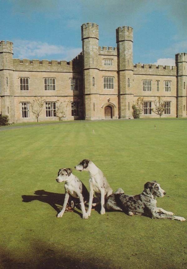Danny Smudge & Ledian Leeds Castle Pet Dog Dogs Yorkshire Postcard