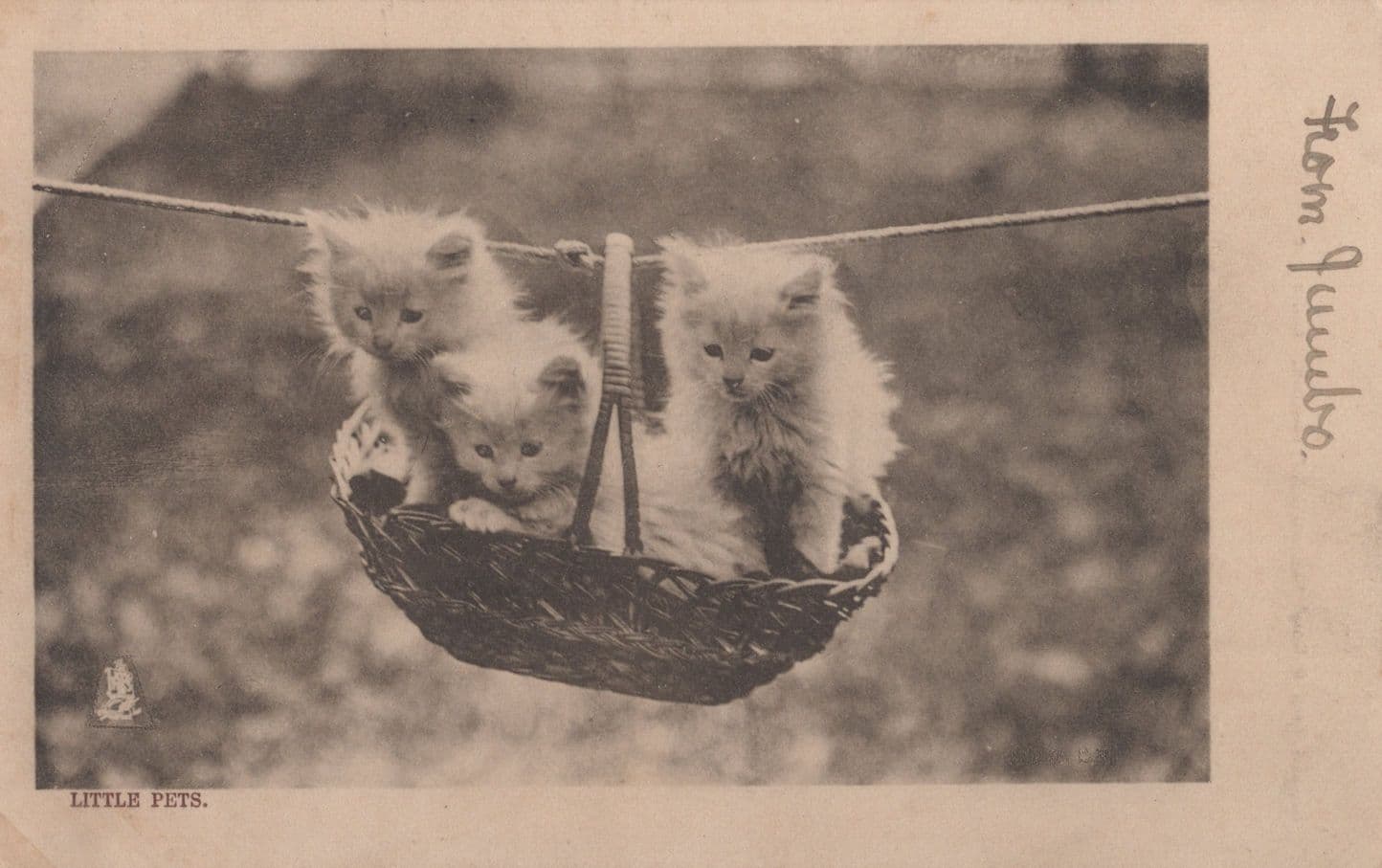 Daredevil Circus Cats on Washing Line Old Tucks Postcard