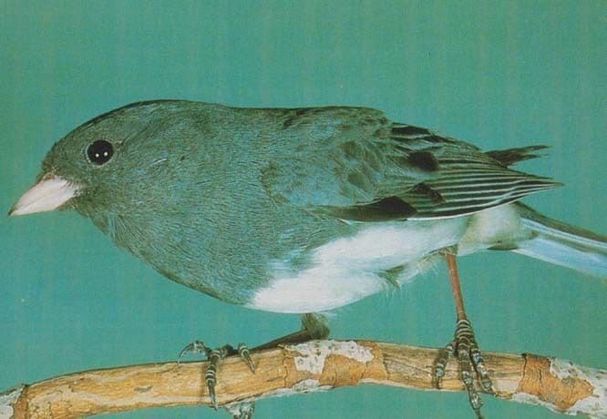 Dark Eye Eyed Junco Hyemalis Rare Bird Postcard