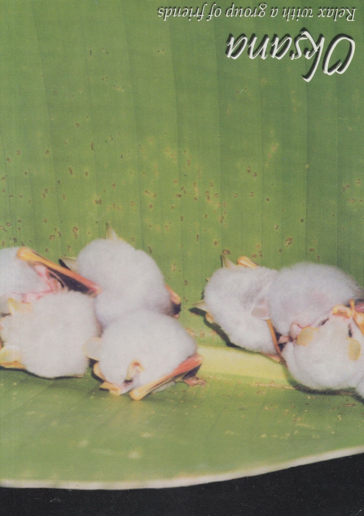 Dead Bird Chicks Bizarre Holidays Advertising Postcard