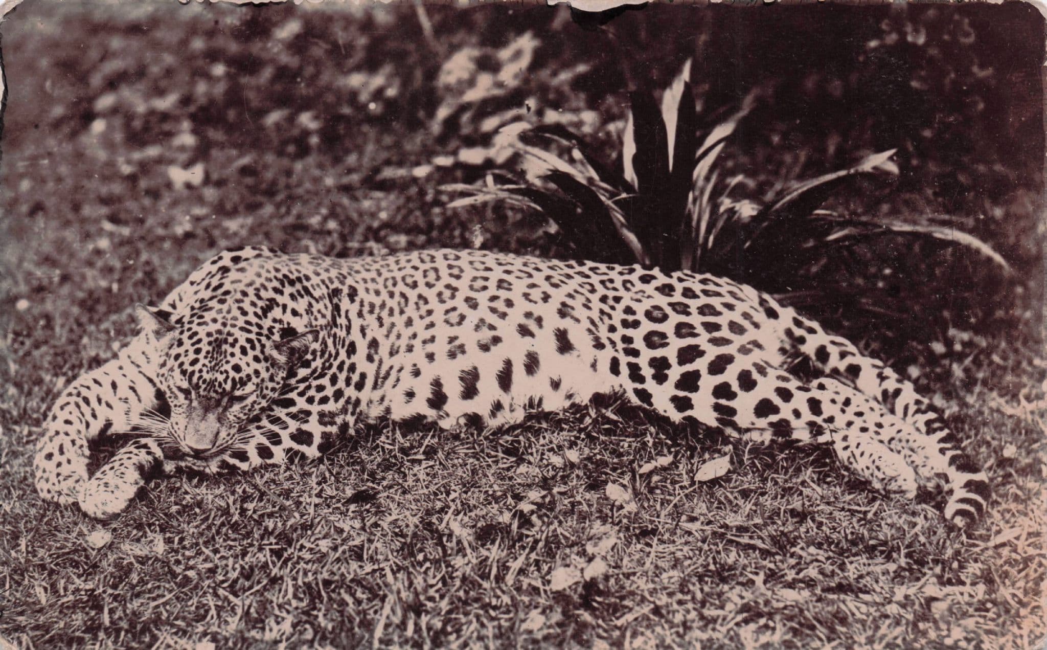 Dead Leopard From Big Cat Animal Hunting Old Real Photo Postcard