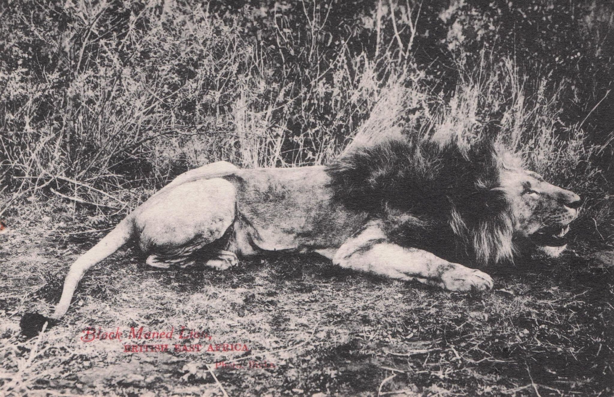 Dead Lion Animal Hunting Trophy Old Mombasa African Postcard