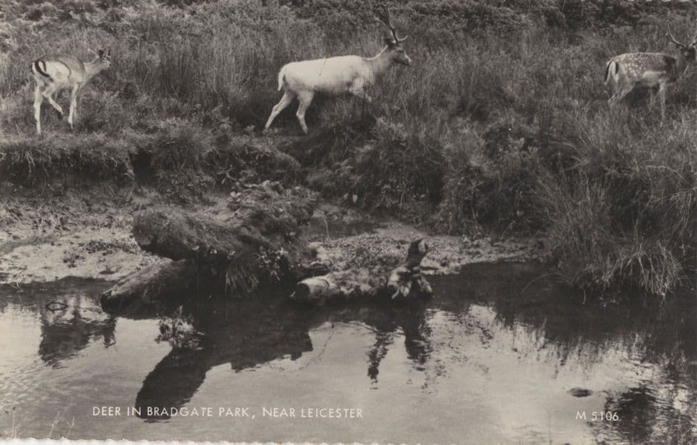 Deer By River At Bradgate Park Leicester Real Photo Postcard