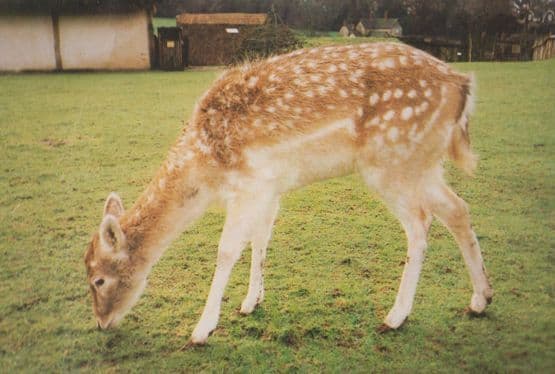 Deer Clover Stansted Essex Mountfitchet Castle Wildlife Park Zoo Rare Postcard