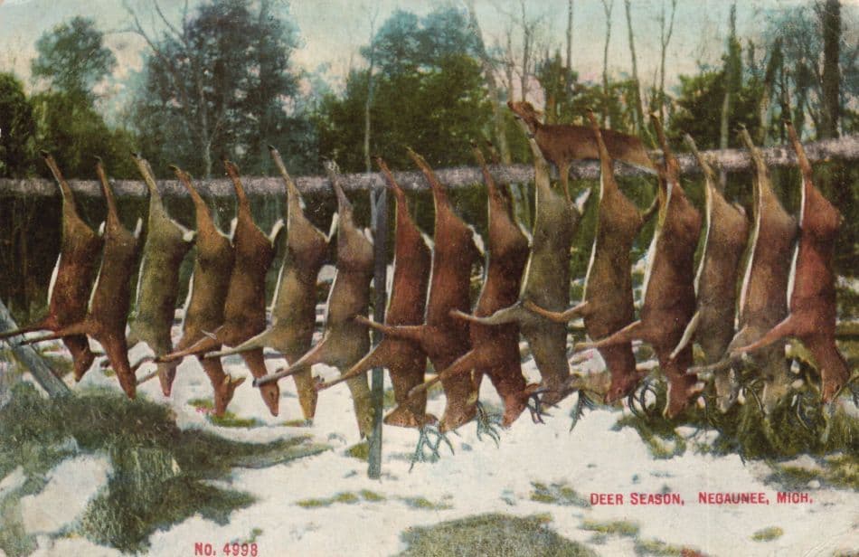 Deer Season Negaunee USA Skinned Animals Butcher USA Old Postcard