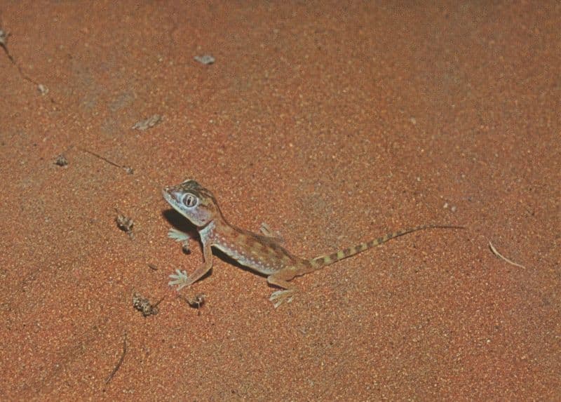 Desert Geko Lizard Stenodactlyus Dorcal Riyadh Saudi Arabia Postcard