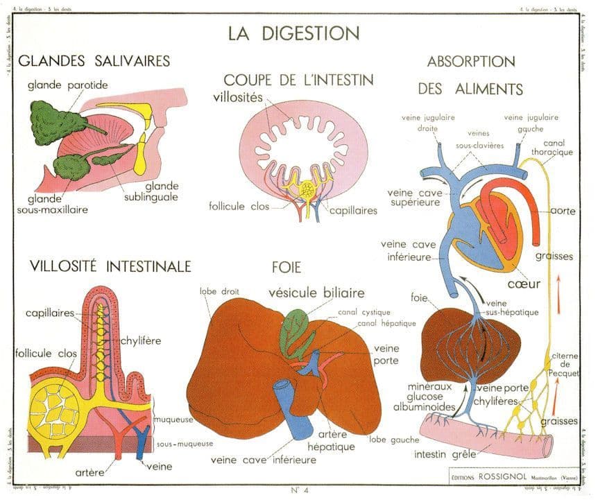 Digestive System Glands Coupe D'Intestin Salivary Glands School Postcard