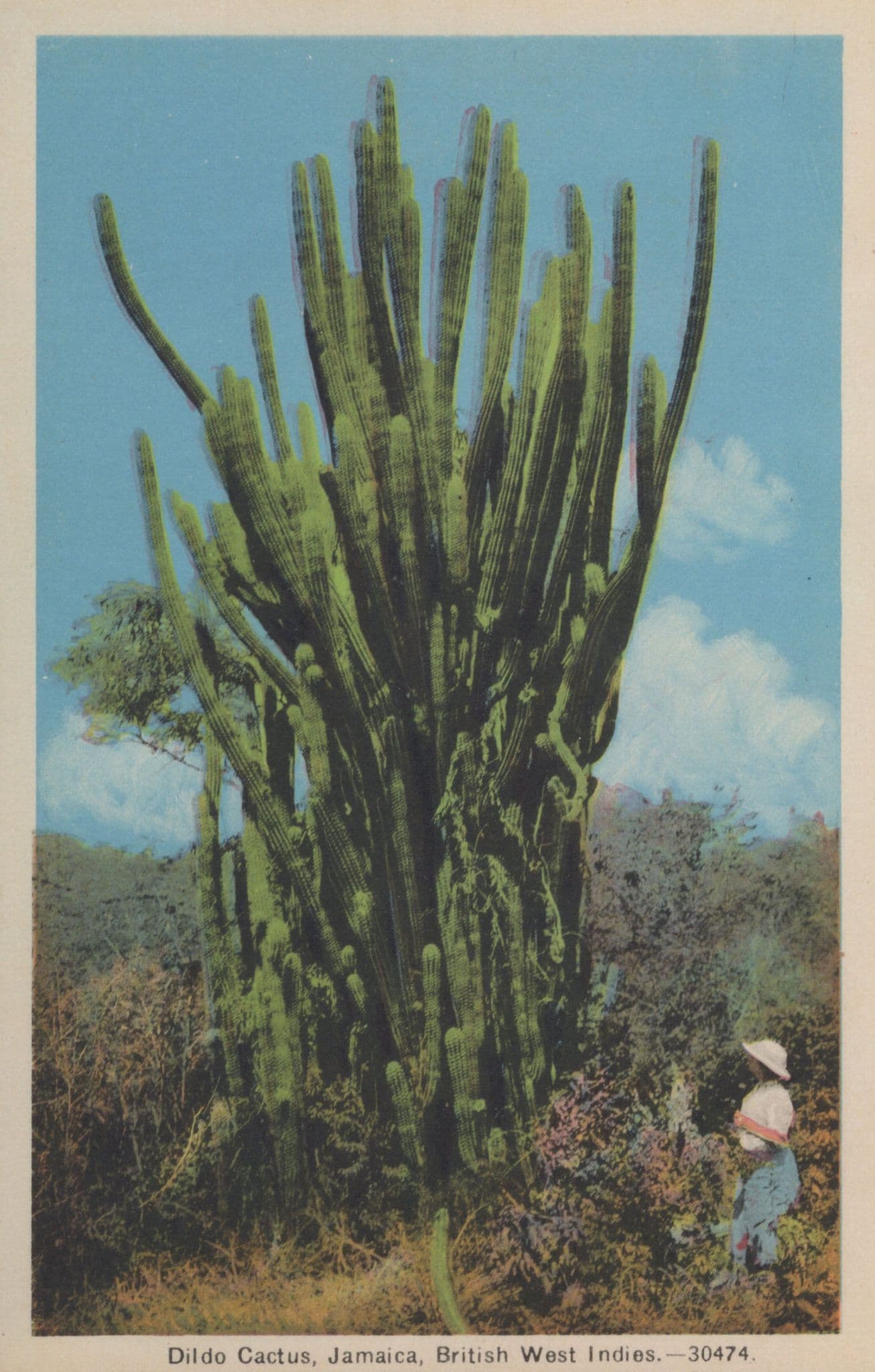 Dildo Cactus West Indies Antique Jamaica Postcard
