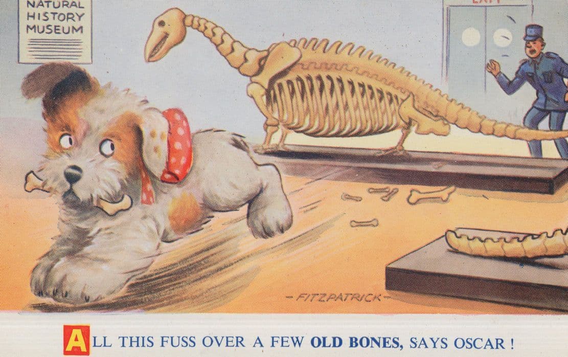 Dinosaur Museum Attendant Dog Bone Old Prehistoric Comic Postcard