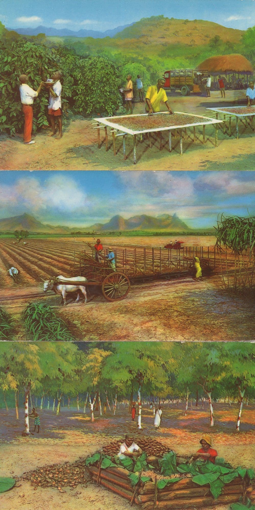 Diorama Cocoa Farmer Farming Africa 3x Postcard s