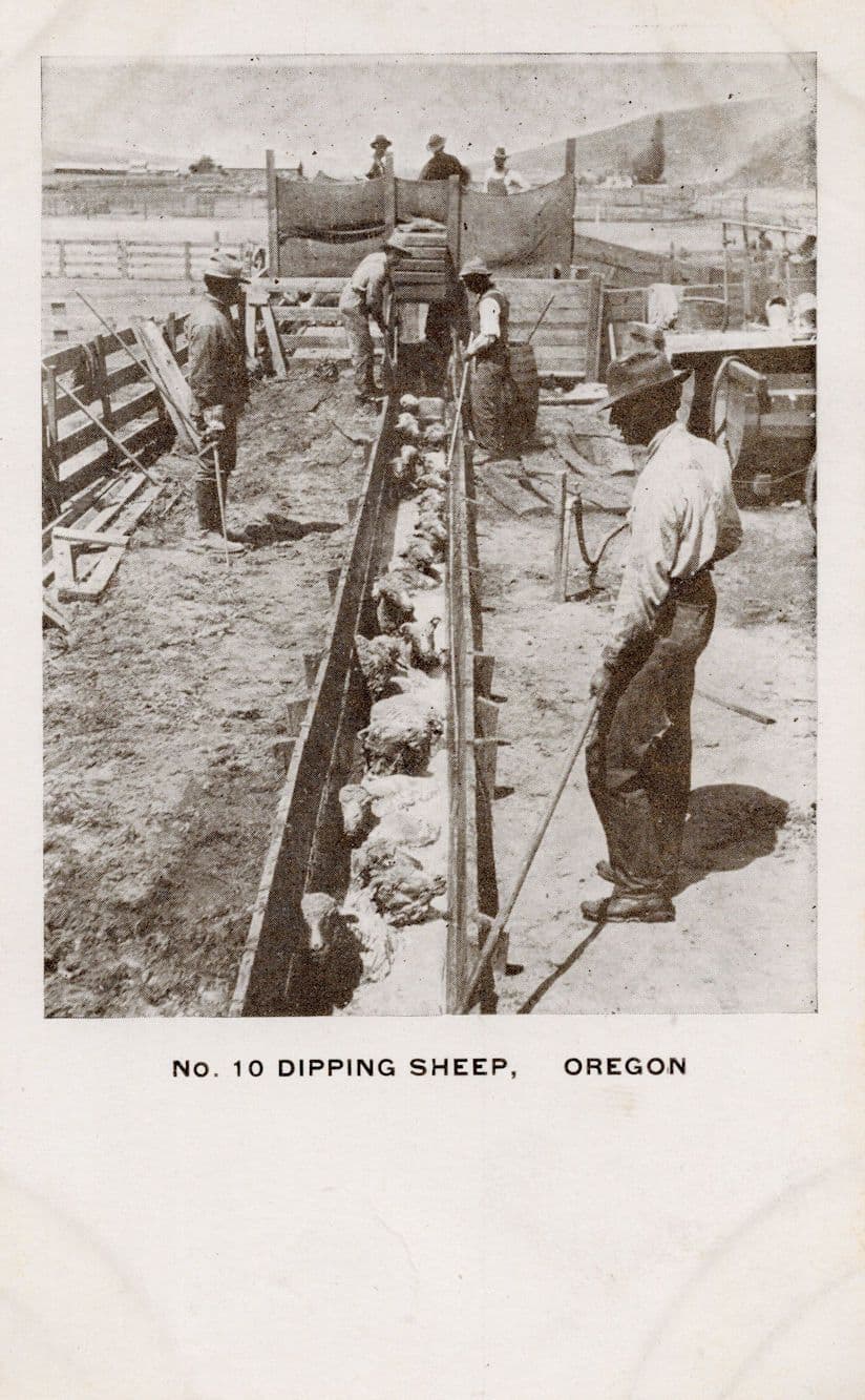 Dipping Sheep Ranching Farm Life Oregon USA Old RPC Postcard