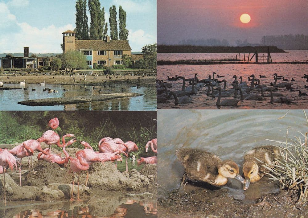 Directors House Bird Wildfowl Trust Slimbridge Gloucs 4x Postcard