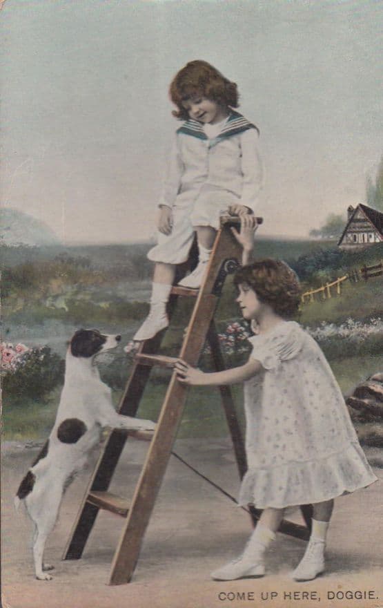 Dog Being Trained Doggie Ladder Training Come Up Here Antique Dogs Postcard