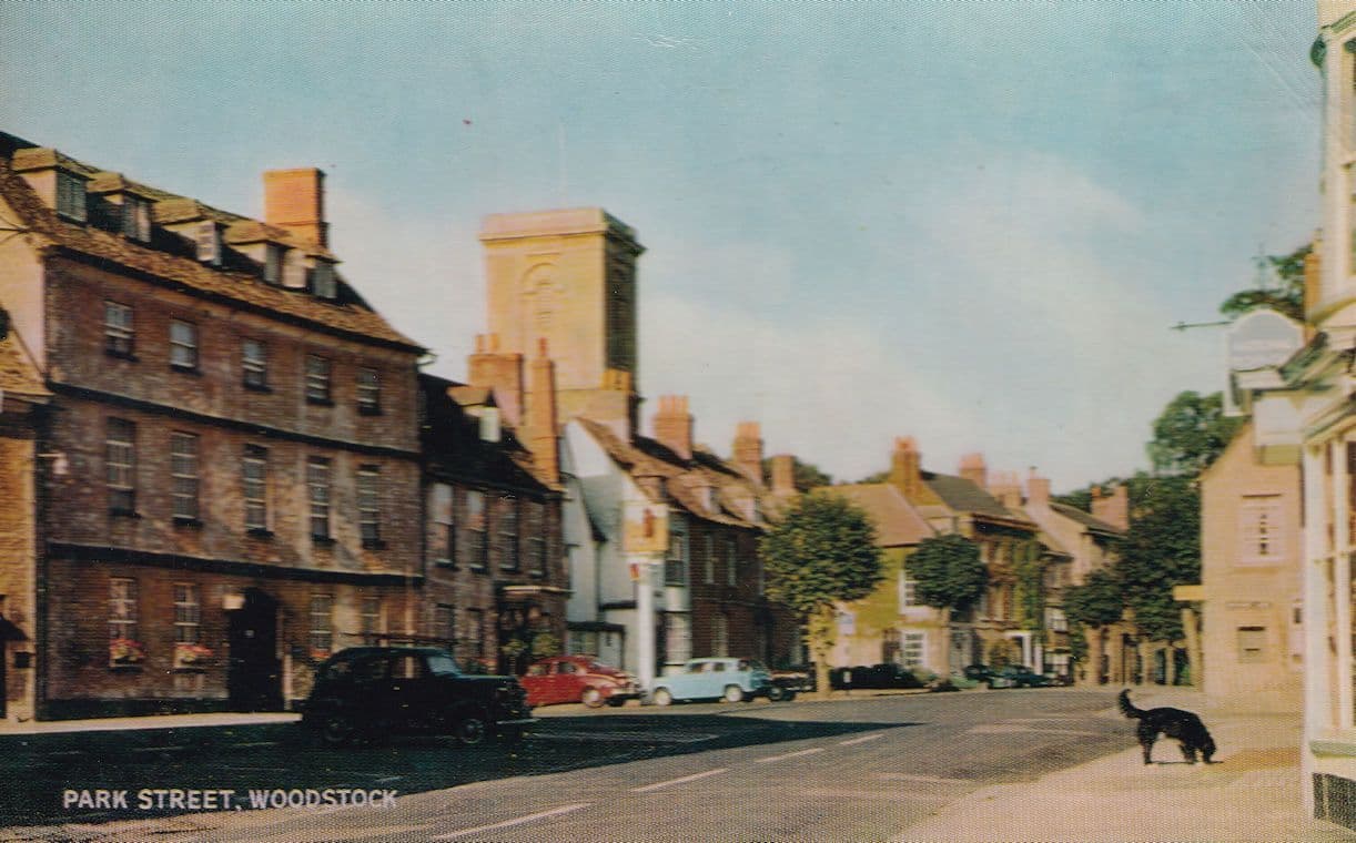 Dog Smelling Road At Park Street Woodstock 1950s Postcard