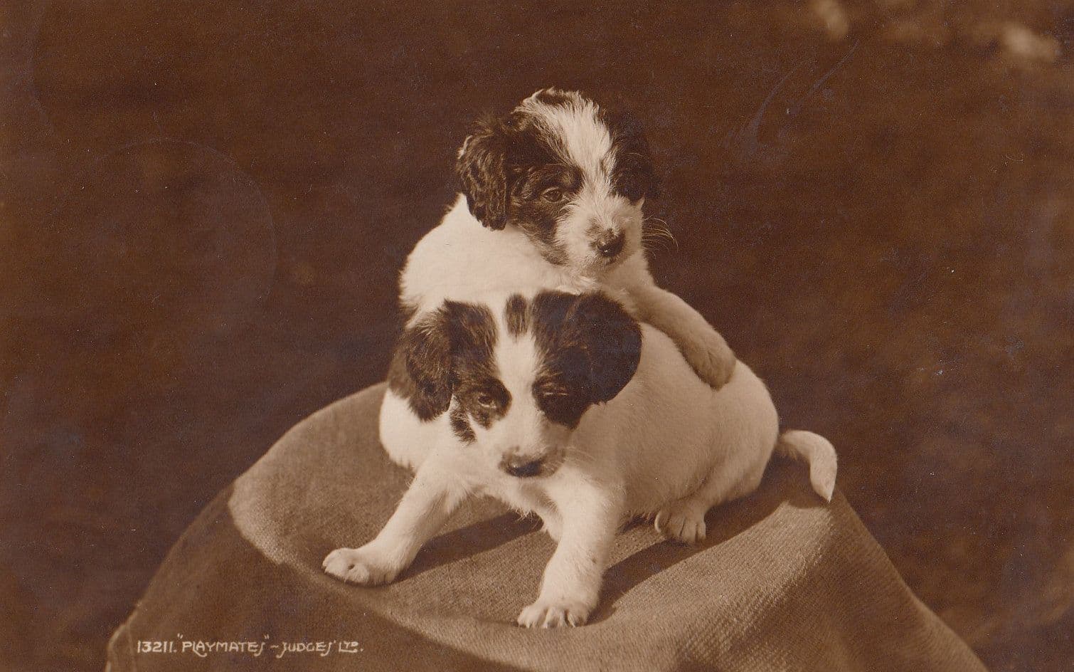 Dog Trying To Have A Piggyback Dogs Puppy Cute Old Postcard