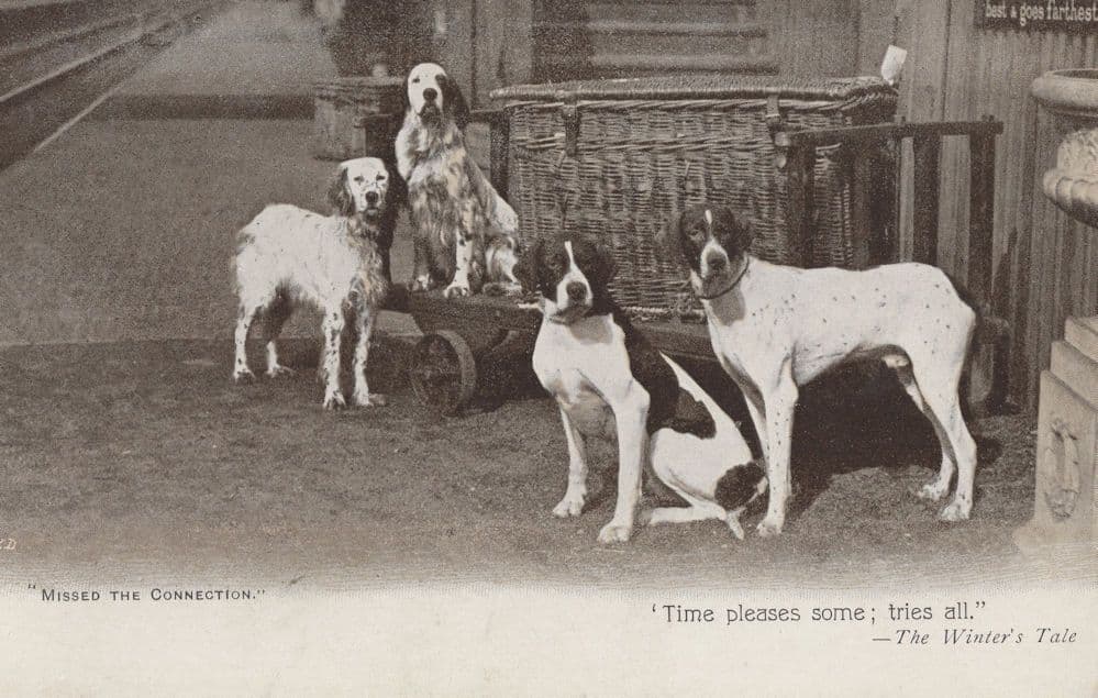 Dogs in The Winters Tale Shakespeare Antique Dog Postcard