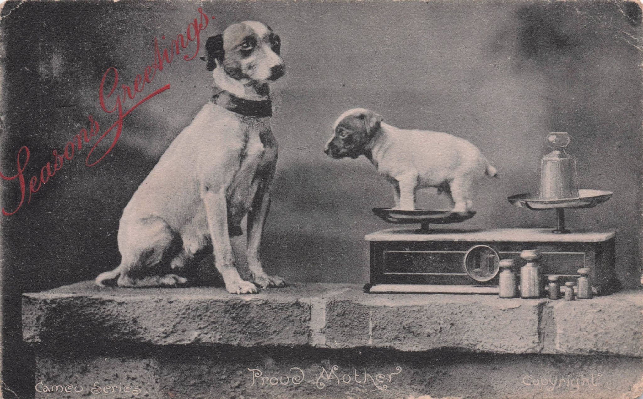 Dogs On Old Grocers Weighing Scales Antique Greetings Postcard