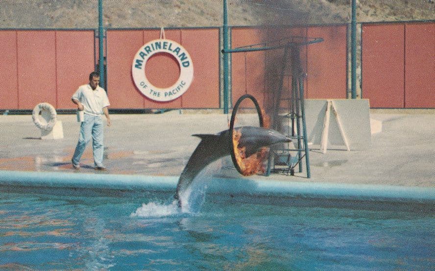 Dolphin Jump Flaming Hoop Porpoise Marineland at Pacific USA Postcard