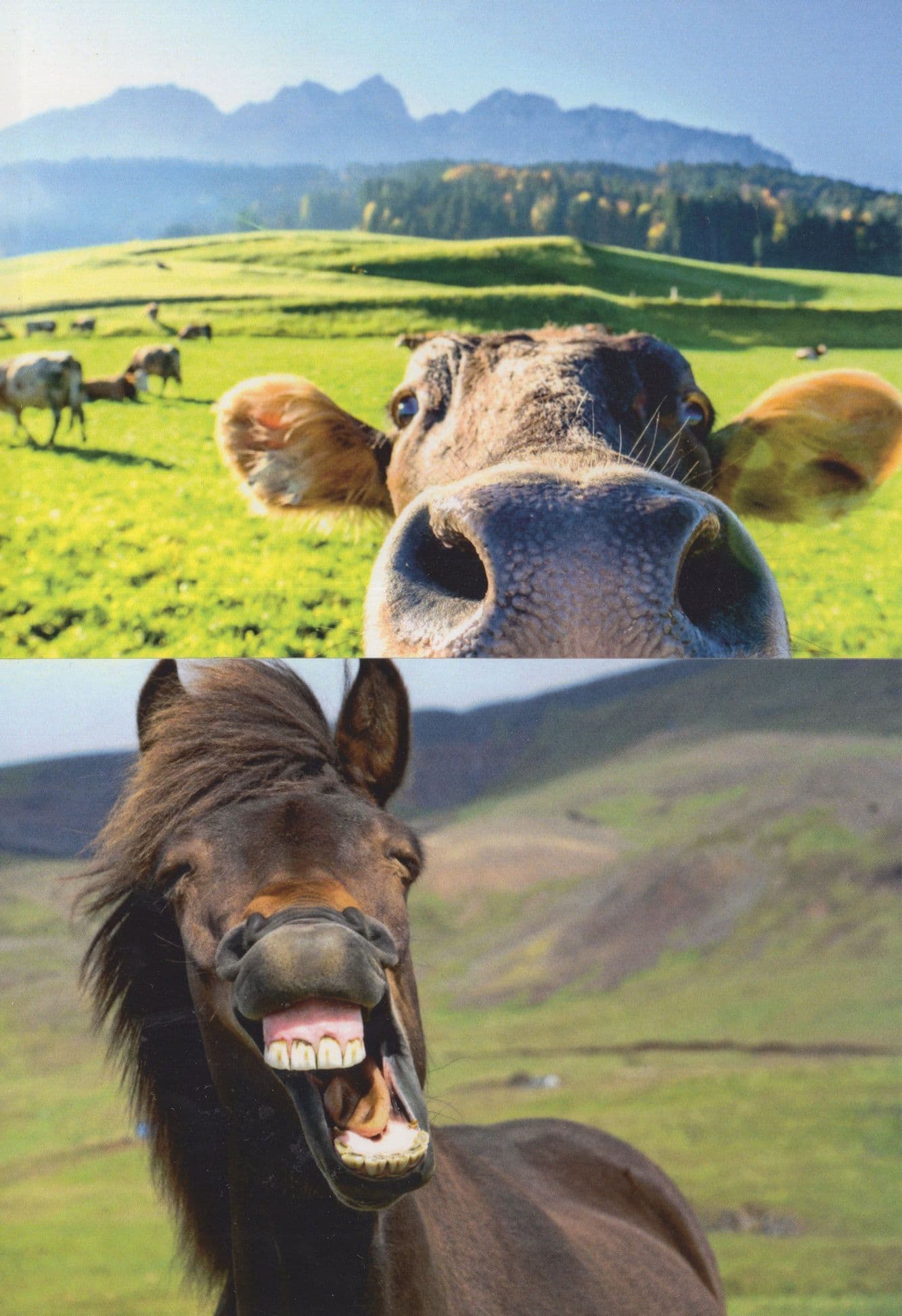Donkey Diagonal Mouth & Farm Cattle 2x Comic Postcard s