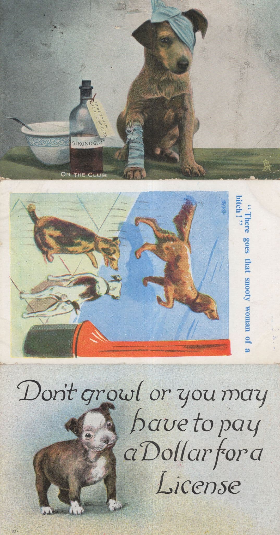 Dont Growl Dog License On The Club Snooty Dogs 3x Postcard s