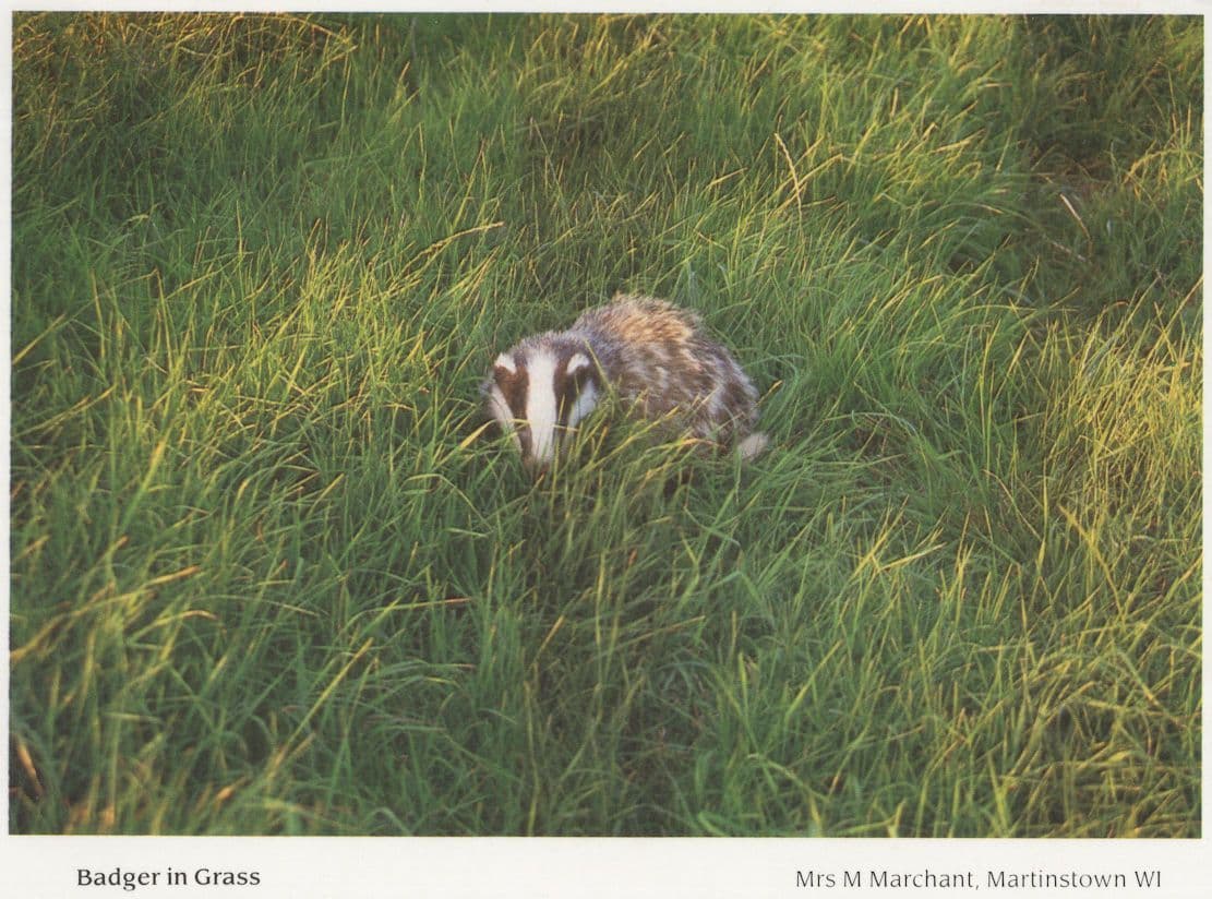 Dorset Badger In Grass Postcard