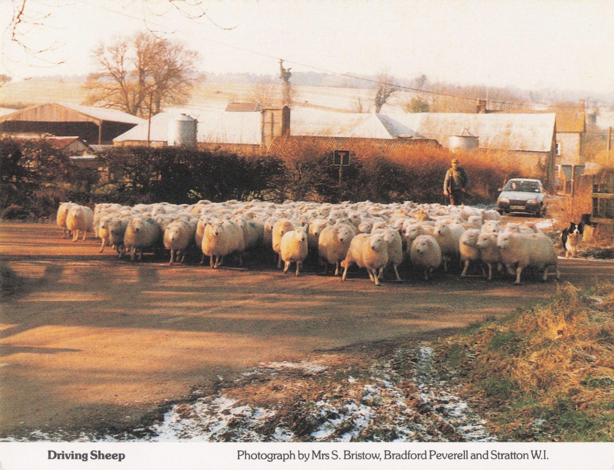 Dorset Farmer Driving His Sheep Farming Women's Institute Postcard