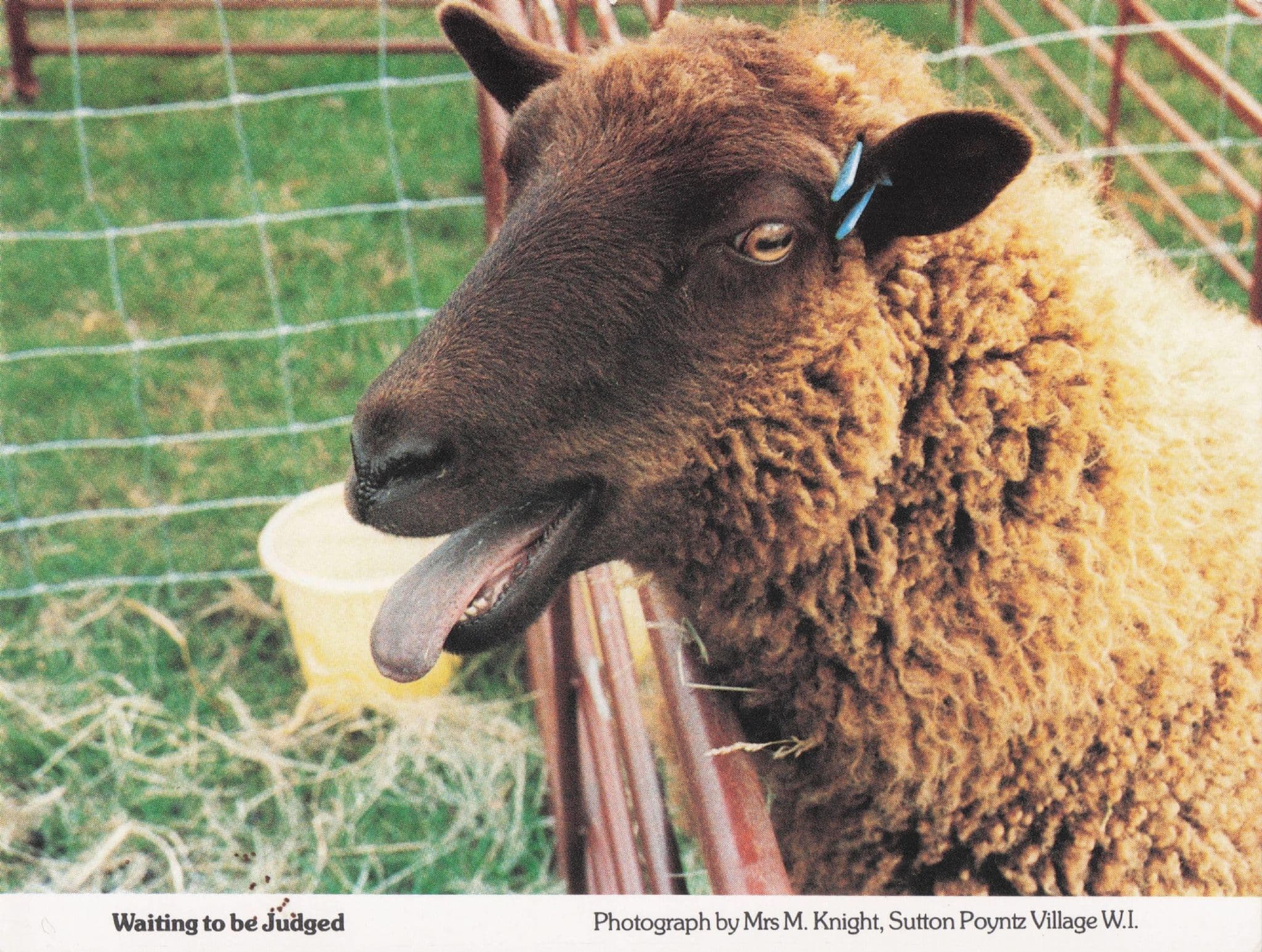 Dorset Sheep Awaiting Farm Judgement Dorset Women's Institute Postcard