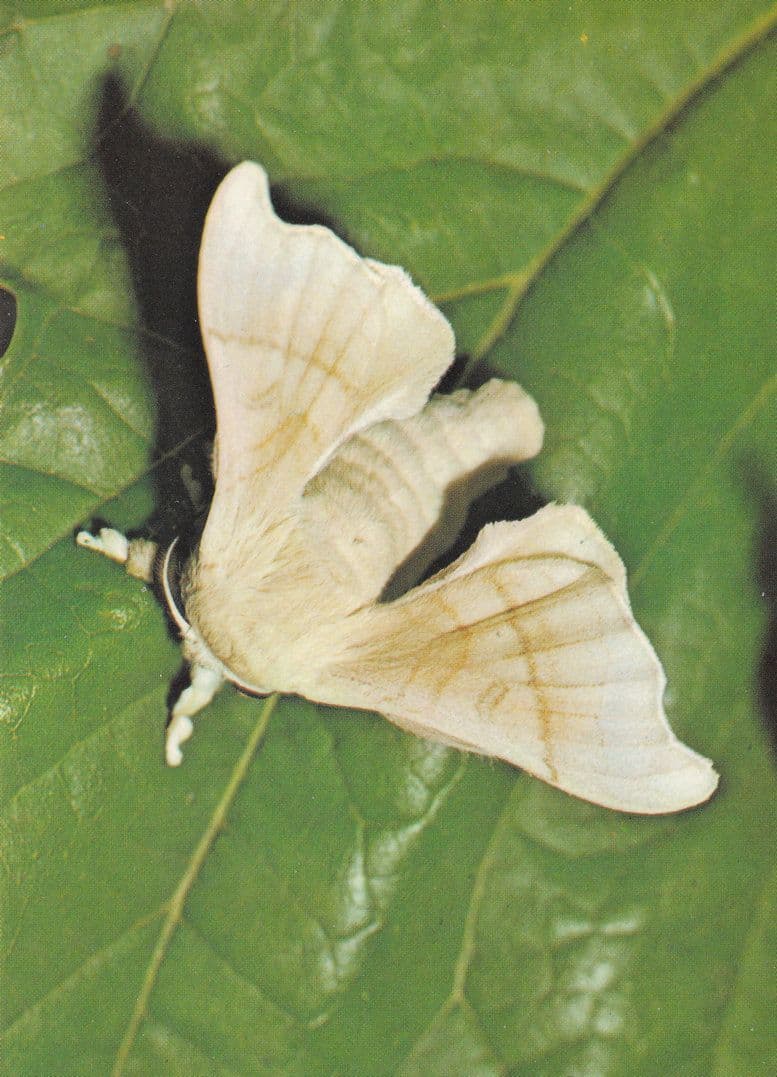 Dorset Silkworm Butterfly Moth Breeding House Moths Postcard