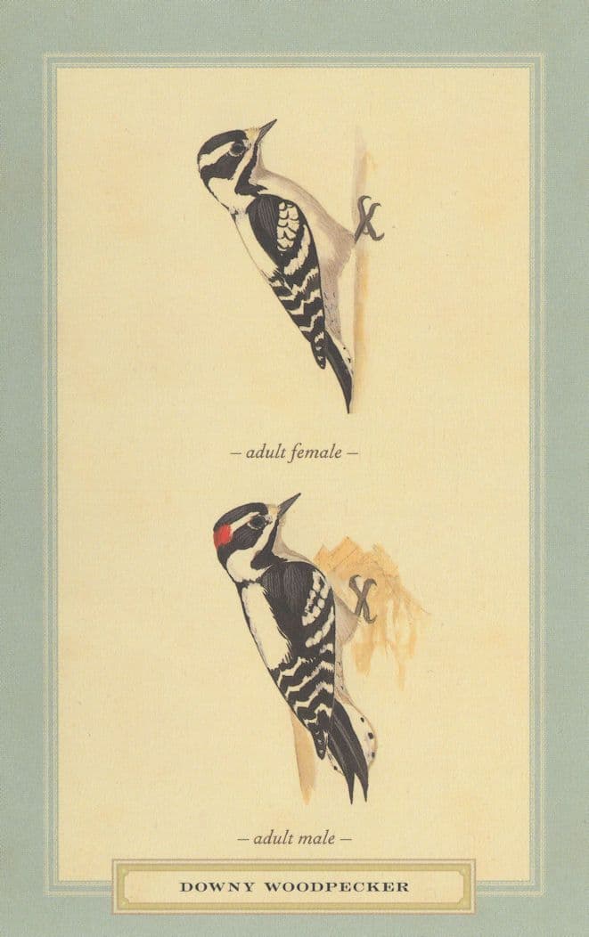 Downy Woodpecker Adult Male Female Stunning Bird Postcard