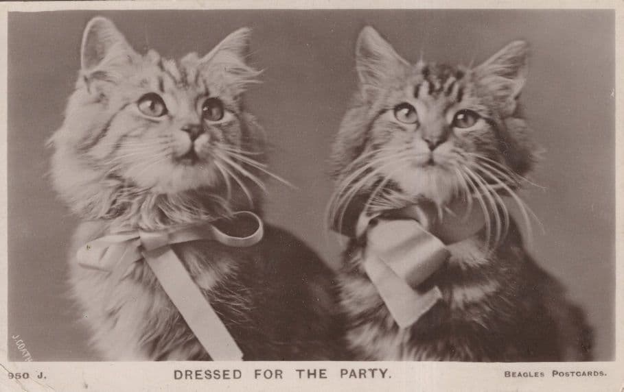 Dressed For The Party Antique Beagles Cat Real Photo Postcard