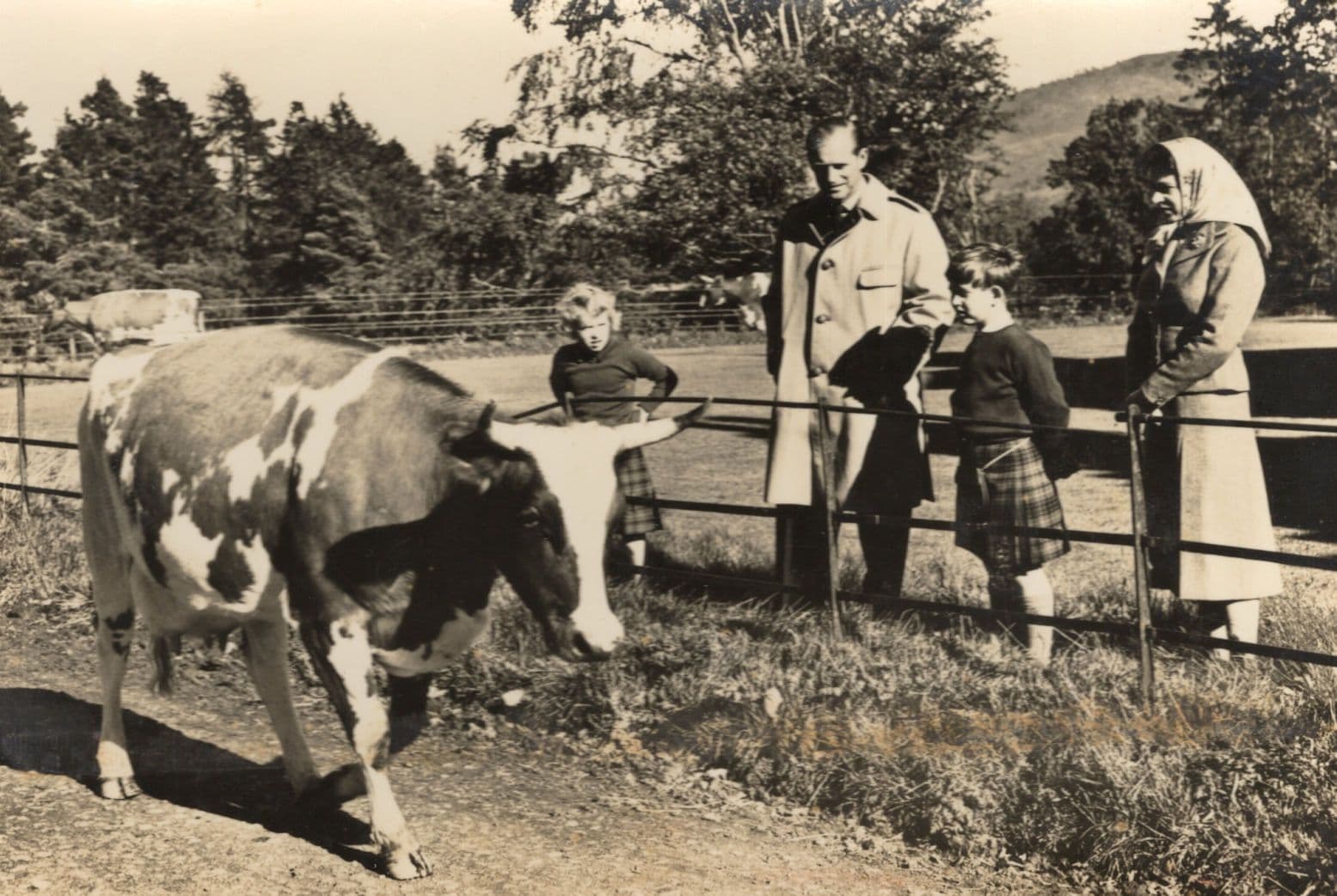 Duke Of Edinburgh Balmoral Cow Cattle Farming With Prince Charles Royal RPC Postcard