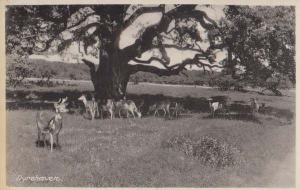 Dyrehaven Denmark Cattle Farm Postcard